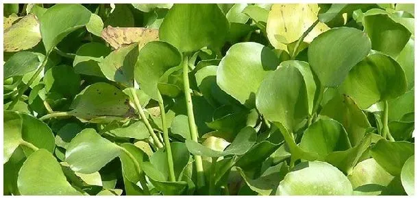 水葫芦用什么药能除尽 | 农业常识