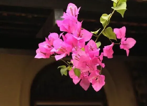 植物常识问题|三角梅夏季不开花如何处理