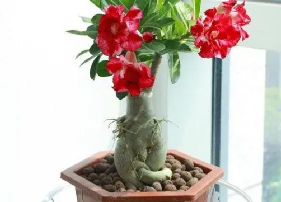植物常识问题|夏季沙漠玫瑰如何养护开花时间长