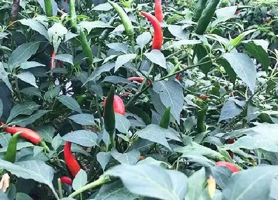 植物常识问题|小米椒只开花不结果是怎么回事（怎样种植才能多结果）