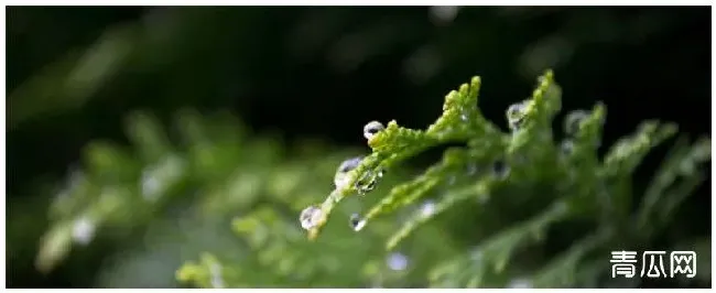 小龙柏种植注意事项 | 生活常识