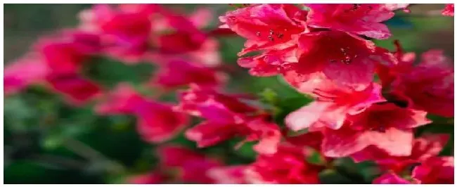 正在开花的杜鹃的养护 | 科普知识