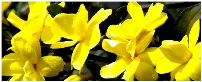 迎春花根如何栽容易活？迎春花根怎么栽容易活 | 三农答疑
