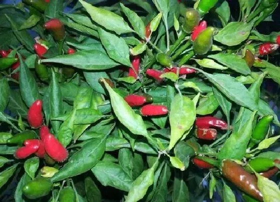 植物常识问题|小米椒只开花不结果是怎么回事（怎样种植才能多结果）