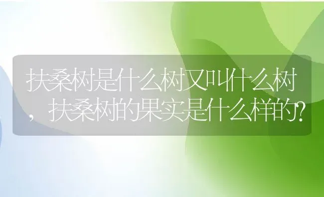 扶桑树是什么树又叫什么树,扶桑树的果实是什么样的？ | 养殖常见问题