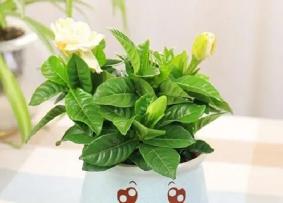 植物常识问题|栀子花落花掉蕾的原因