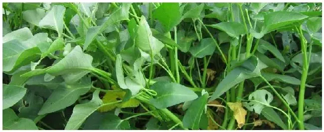 空心菜栽培技术陆地如何种植 | 农业问题