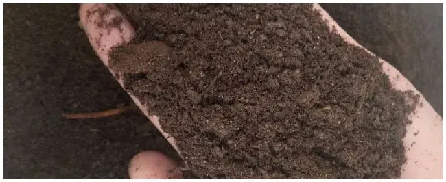 发酵羊粪的真假辨别 | 三农问答