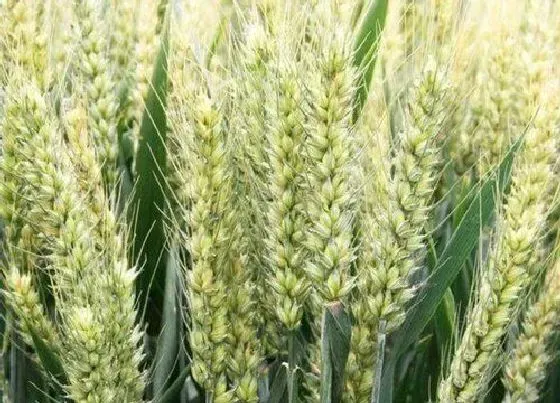 植物常识问题|如何防治小麦赤霉病的穗腐（小麦赤霉病处理时间与方法）