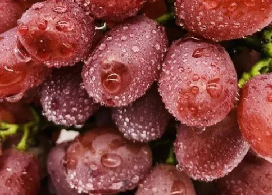 植物常识问题|小葡萄品种