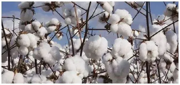 缩节胺的药效有多长 | 农业问题