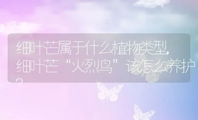 细叶芒属于什么植物类型,细叶芒“火烈鸟”该怎么养护？ | 养殖常见问题