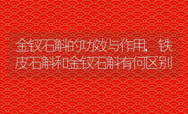 金钗石斛的功效与作用,铁皮石斛和金钗石斛有何区别 | 养殖常见问题