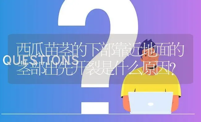 西瓜苗茎的下部靠近地面的茎部出先开裂是什么原因? | 养殖问题解答