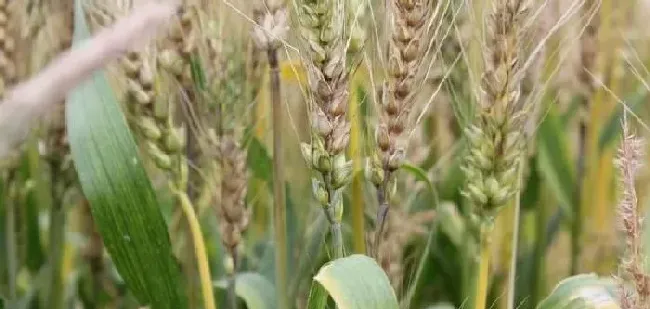 植物常识问题|如何防治小麦赤霉病的穗腐（小麦赤霉病处理时间与方法）