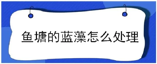 鱼塘的蓝藻怎么处理 | 农业答疑