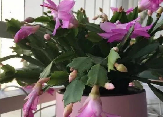 植物常识问题|常见的家养植物养护秘诀