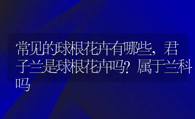 常见的球根花卉有哪些,君子兰是球根花卉吗？属于兰科吗 | 养殖常见问题