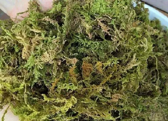 植物常识问题|用水苔种的蝴蝶兰需要注意些什么