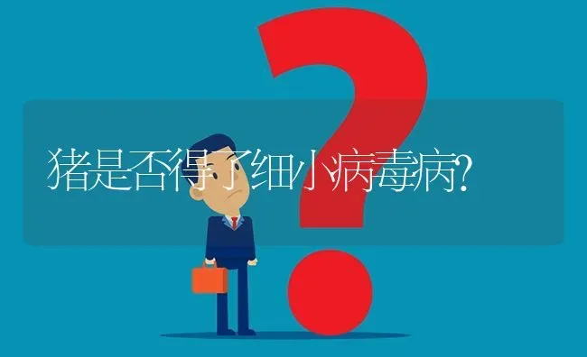 猪是否得了细小病毒病? | 养殖问题解答