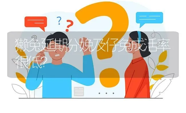 獭兔延期分娩及仔兔成活率很低? | 养殖问题解答