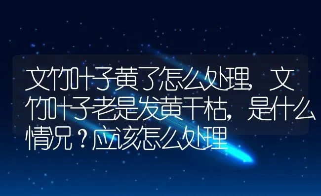 文竹叶子黄了怎么处理,文竹叶子老是发黄干枯，是什么情况？应该怎么处理 | 养殖常见问题