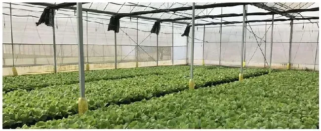 薄膜盖的菜苗多久可以去掉 | 科普知识