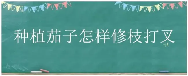 种植茄子怎样修枝打叉 | 三农问答