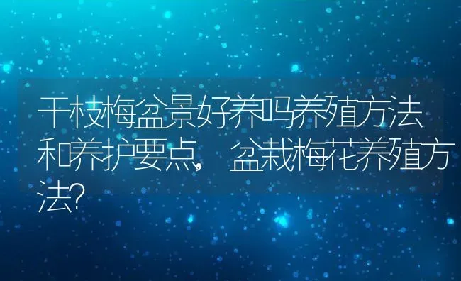 干枝梅盆景好养吗养殖方法和养护要点,盆栽梅花养殖方法？ | 养殖常见问题