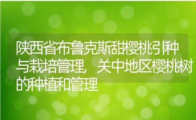 陕西省布鲁克斯甜樱桃引种与栽培管理,关中地区樱桃树的种植和管理 | 养殖常见问题