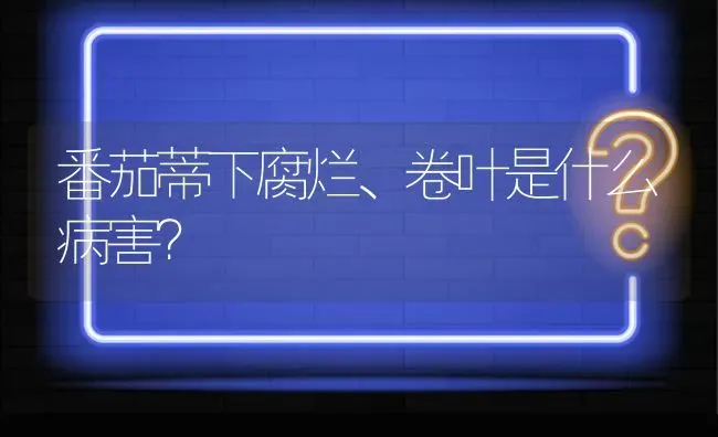 番茄蒂下腐烂、卷叶是什么病害? | 养殖问题解答