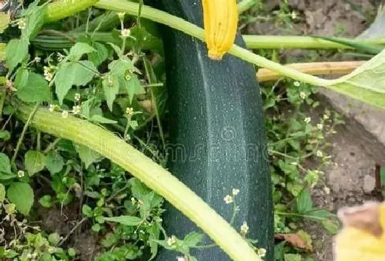 植物常识问题|南瓜只长藤不结瓜怎么管理（藤长得好茂盛不结南瓜）