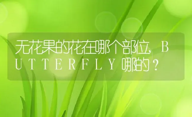 无花果的花在哪个部位,BUTTERFLY哪的？ | 养殖常见问题