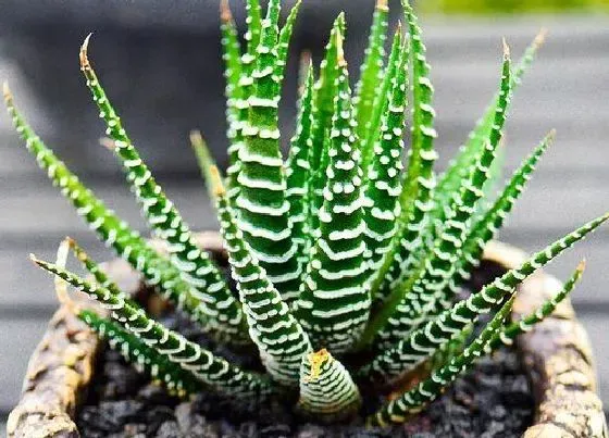 植物常识问题|十二卷有哪些品种 十二卷多肉最漂亮的品种