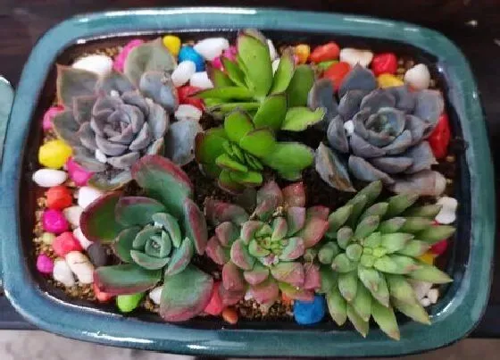 植物常识问题|六月养多肉容易黑腐该怎么办