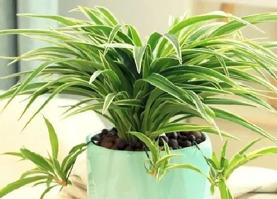 植物常识问题|怎么把吊兰养护成瀑布