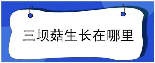 三坝菇生长在哪里 | 农业答疑