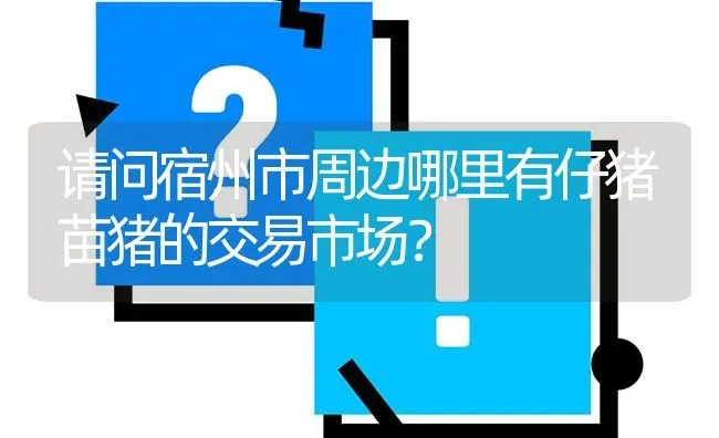 请问宿州市周边哪里有仔猪苗猪的交易市场? | 养殖问题解答