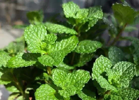 植物常识问题|香水薄荷和食用薄荷的区别