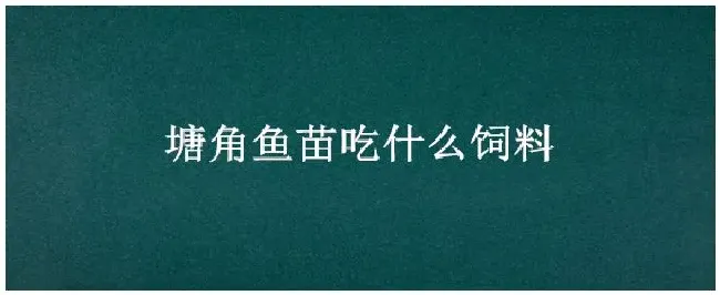 塘角鱼苗吃什么饲料 | 三农问答