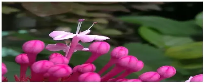 仙客来多久浇一次水 | 生活常识