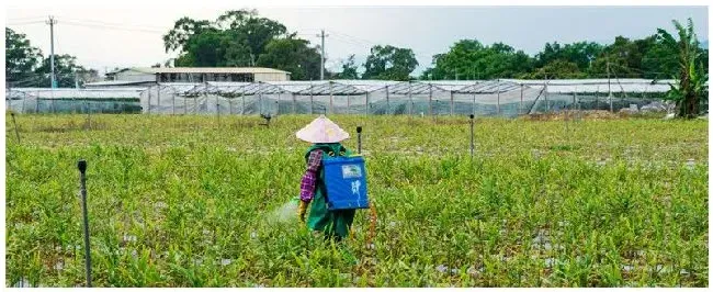 千金除草注意事项 | 生活常识