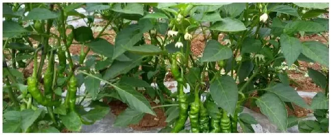 辣椒亩产量一般能达到多少 | 农业问题