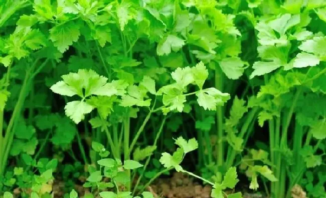 植物常识问题|如何种植香菜才能获得高产（香菜如何管理防治病虫害）