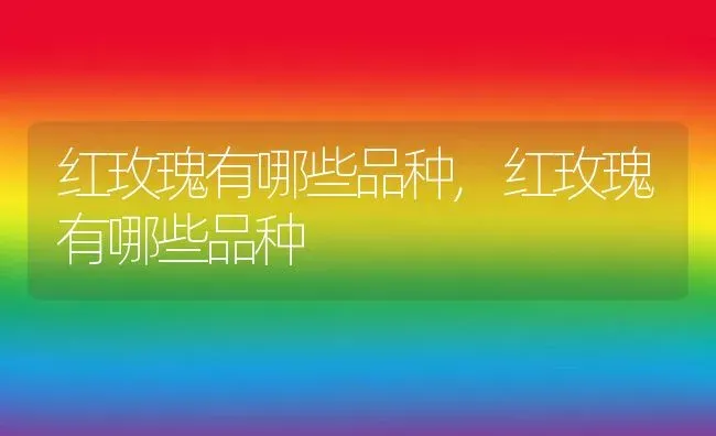 红玫瑰有哪些品种,红玫瑰有哪些品种 | 养殖常见问题