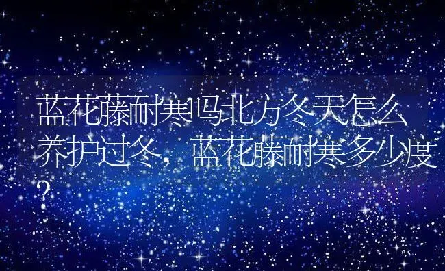 蓝花藤耐寒吗北方冬天怎么养护过冬,蓝花藤耐寒多少度？ | 养殖常见问题