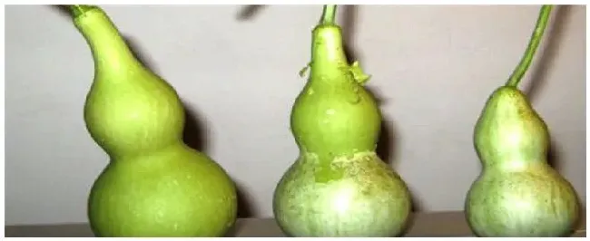 亚腰葫芦什么时候成熟 | 农业问题