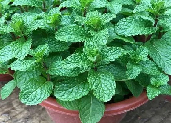 植物常识问题|香水薄荷和食用薄荷的区别