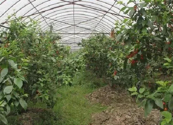 植物常识问题|冬天大棚用什么取暖最好 温室大棚用什么加温最好