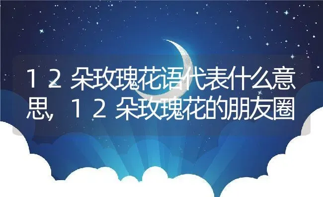 12朵玫瑰花语代表什么意思,12朵玫瑰花的朋友圈 | 养殖常见问题